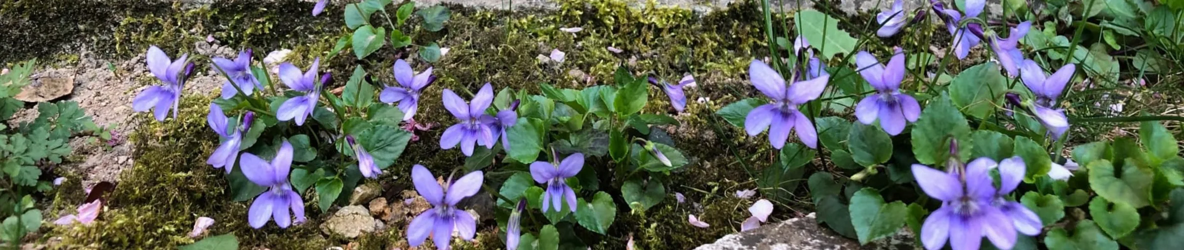 Coverbillede for Carl Franke Wandel