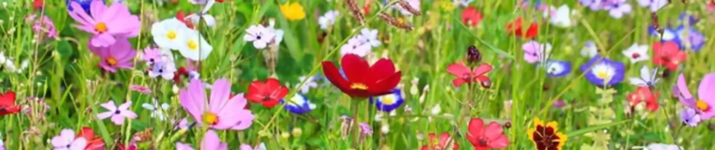 Coverbillede for Lis Kaalund Christensen