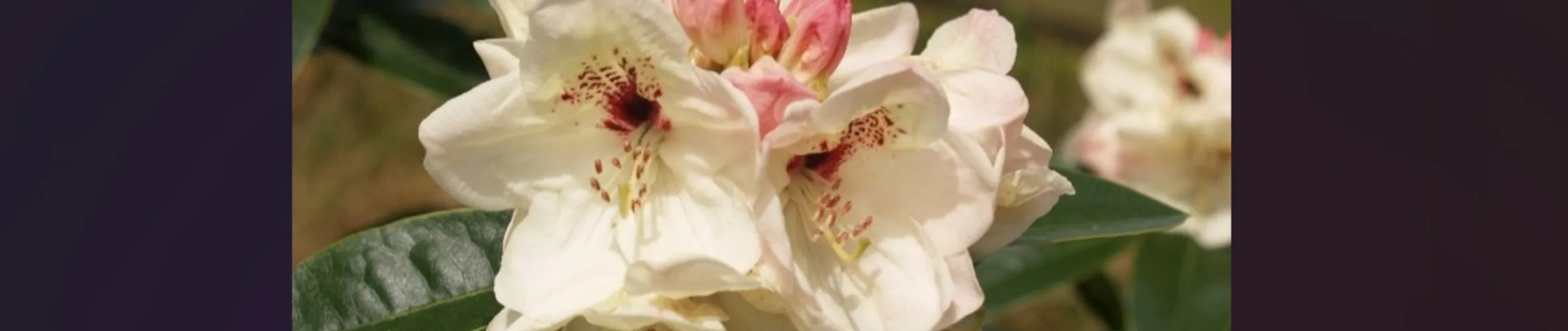 Coverbillede for Henrik Schmidt