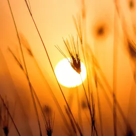 Mindeside for Frank Jensen