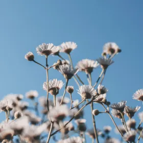 Mindeside for Tonny Nielsen