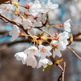 Mindeside for Inger Jensen