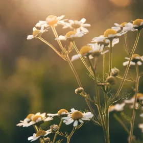 Mindeside for Niels Christian Raun