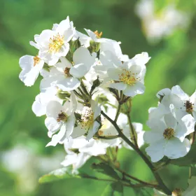 Mindeside for Anne Lise Mortensen