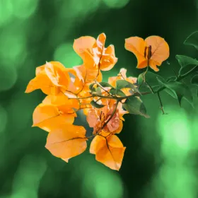 Mindeside for Erik Johannes Gydesen