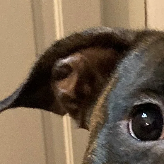 Poul elskede sin hund,  Ayscha