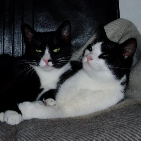 Miwi & Mole.