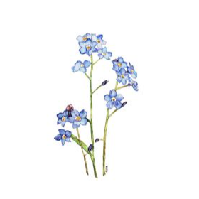 Mindeside for Dorthea Marie Hansen