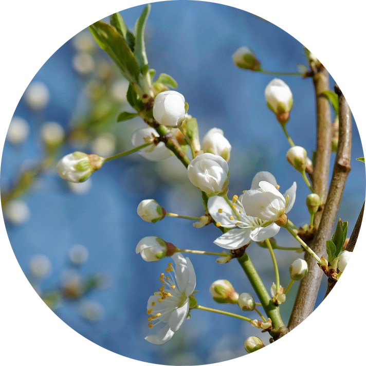 Ove Mosegaard Madsen