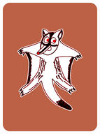 Gleeful Sugar Glider