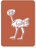 Organized Ostrich