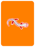 Sentimental Salamander