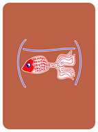 Graceful Goldfish
