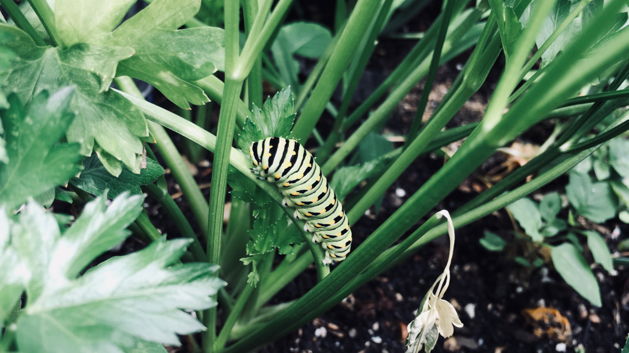 How to write a great bug report