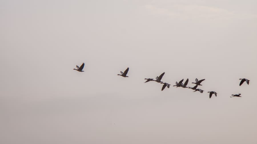 Image Migration with Cloudinary CLI