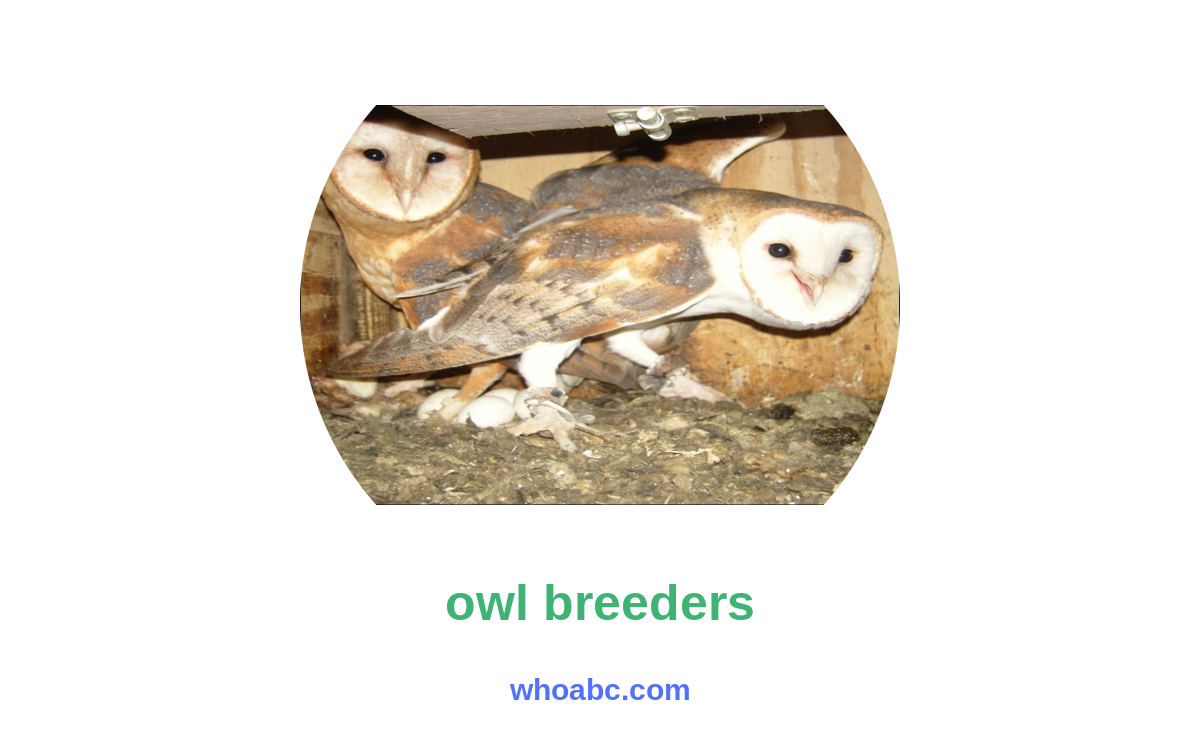 Unlock the Fascinating World of Owl Breeders: Discover the Majestic secrets image