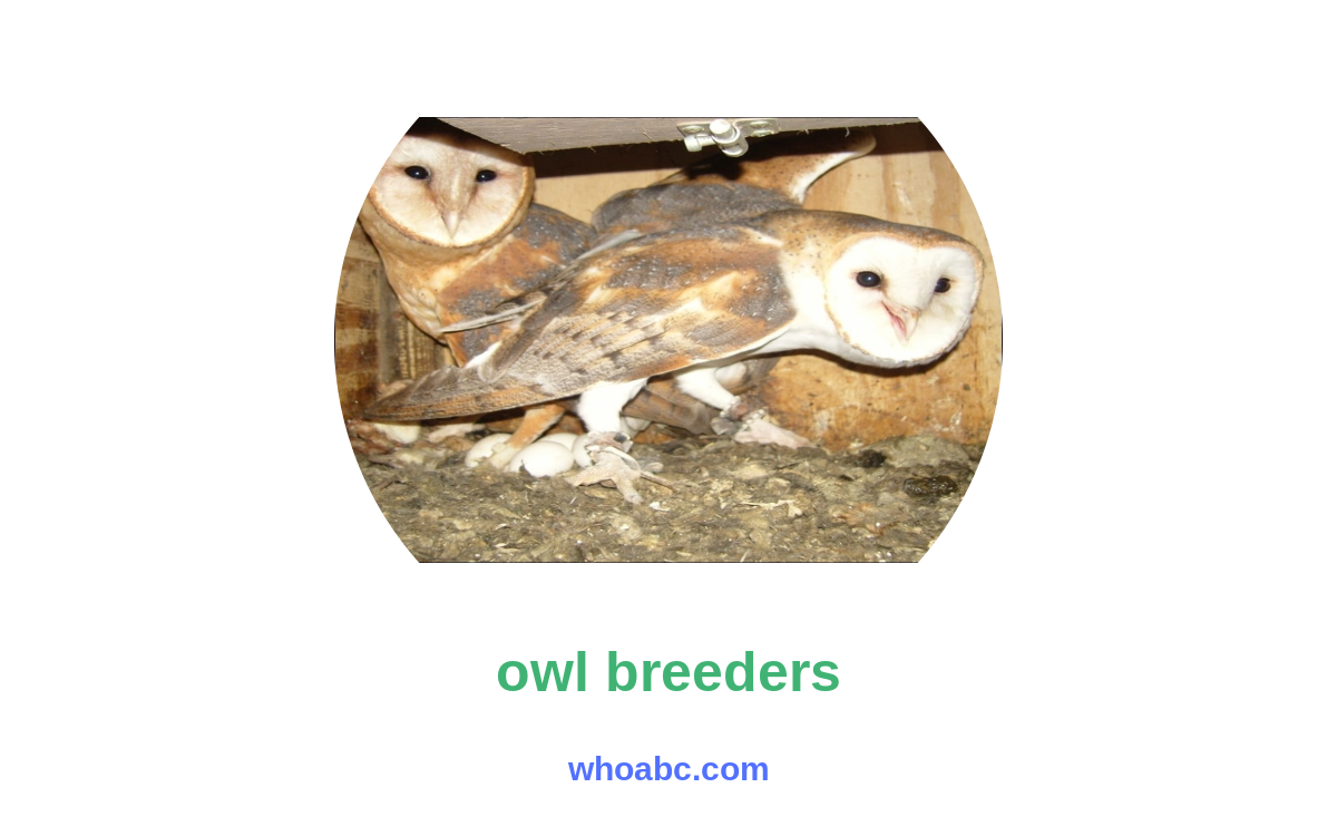 Unlock the Fascinating World of Owl Breeders: Discover the Majestic secrets image 