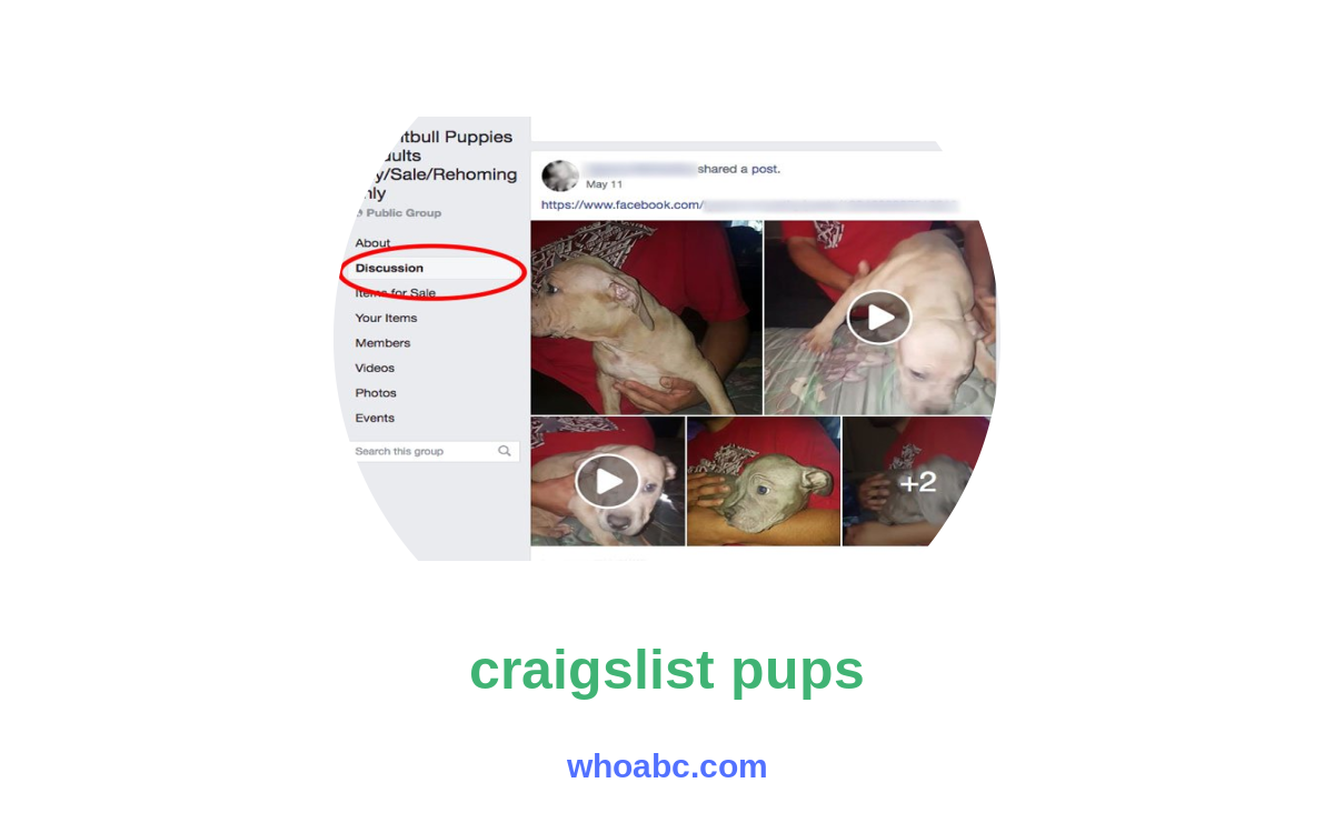 Uncover the Untold Tales of Craigslist Pups: Exploring the Secret World of Adorable Furry Companions image