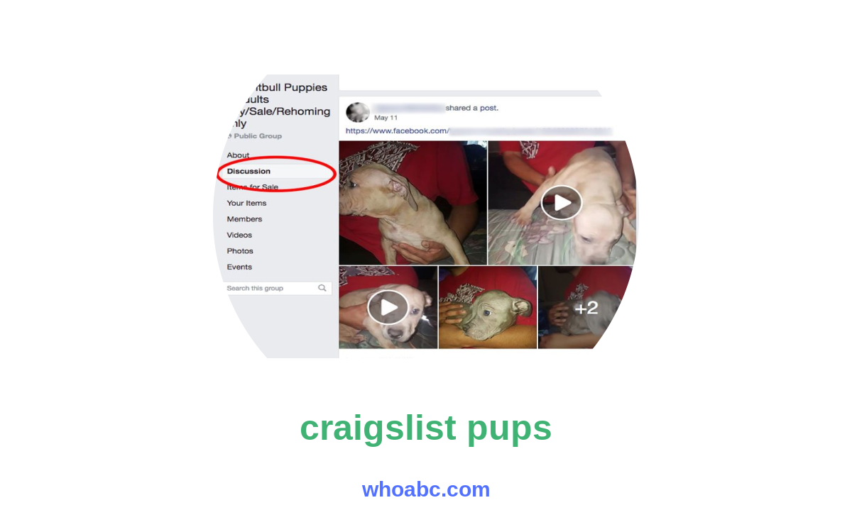 Uncover the Untold Tales of Craigslist Pups: Exploring the Secret World of Adorable Furry Companions image 