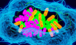 Innovative One-Step Method Creates Impermeable Fluorescent HaloTag Probes for Advanced Live-Cell and Super-Resolution Imaging