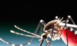 Cutting-Edge Gene-Editing Tools to Combat Mosquito-Borne Diseases