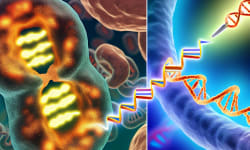 Breakthroughs in Mitochondrial Disease Treatment: New Tools to Repair Faulty Mitochondria