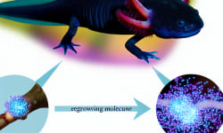 Breakthrough Study Unveils How Axolotls Regrow Limbs: Controlled Molecule Breakdown Holds the Secret