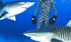 Scientists Put Shark-Resistant Wetsuit Materials to the Test Against Great Whites and Tiger Sharks