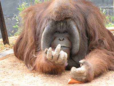 orangutan-finger