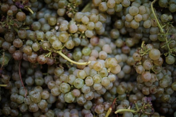 never-better-compris-vineyards-bunches-of-white-grapes