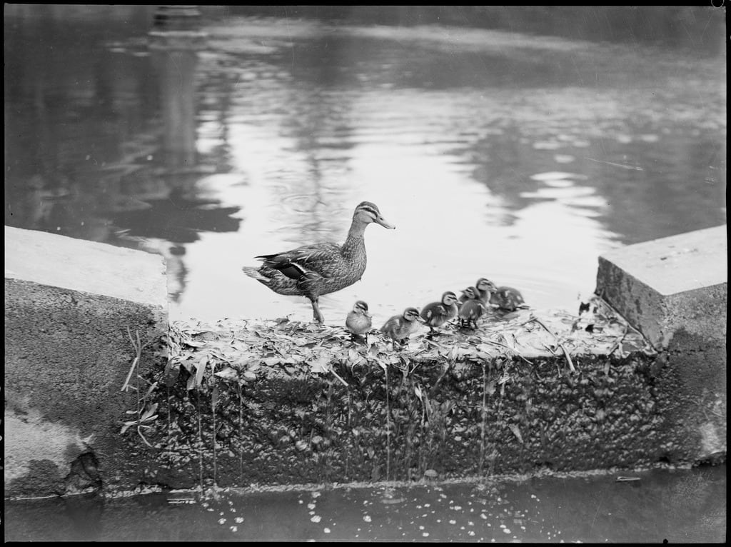 black and white photo of duck