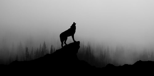 Wolf Howling at the Moon - It's scary out there