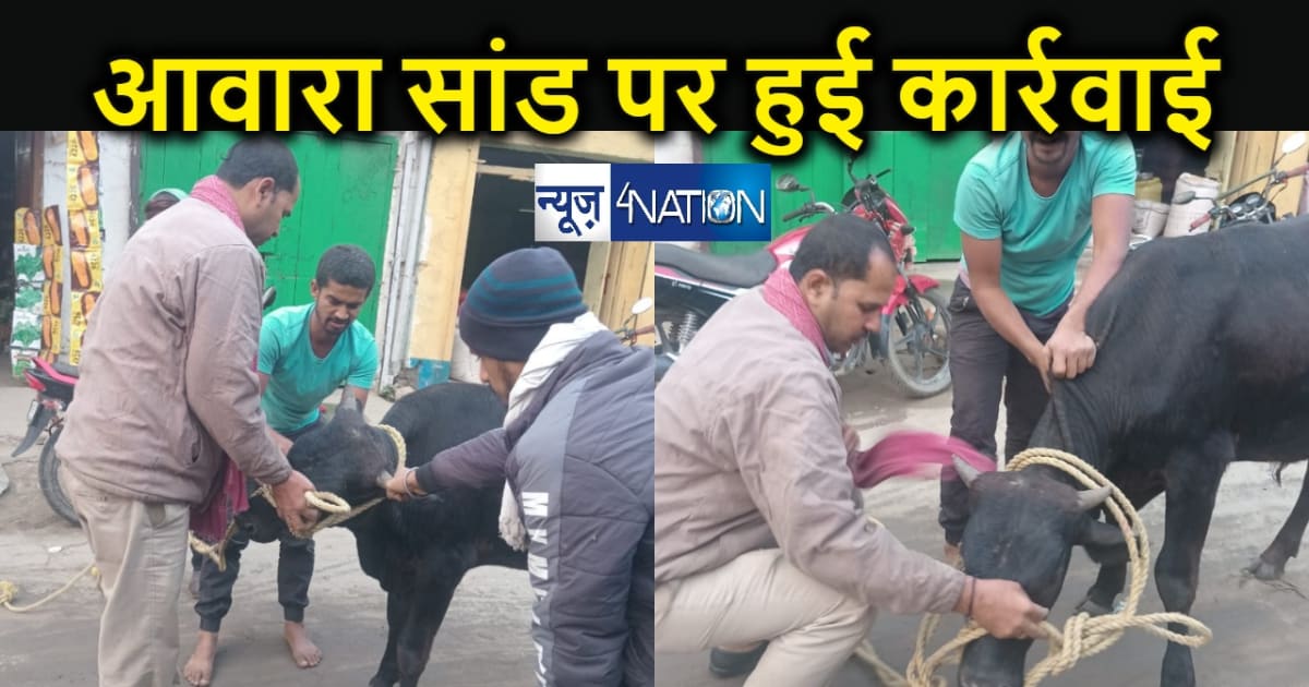 news4nation की खबर का असर : सड़क पर मौत बनकर घूम रहे आवारा सा