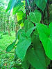 Foto 6 de Guácimo, Limón