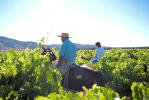 Foto 3 de San Javier, Maule