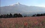 Foto 3 de Tabacundo, Pichincha