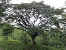 Foto 3 de Carmona, Guanacaste