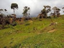 Foto 7 de Silvania, Cundinamarca