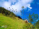 Foto 4 de Montenegro, Quindío