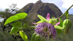 Foto 6 de Sotara, Cauca