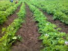 Foto 5 de Lasso, Cotopaxi