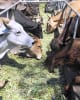 Foto 1 de Cara Sucia, Ahuachapán