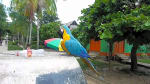 Foto 4 de Puerto Nariño, Amazonas
