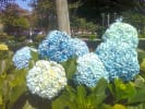 Foto 1 de Flores, Heredia
