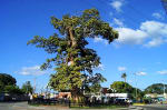 Foto 2 de Sabaneta, Barinas