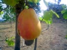 Foto 1 de Somotillo, Chinandega