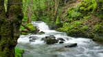 Foto 1 de Los Lagos, Los Ríos