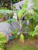 Foto 6 de Mata de Plátano, San José