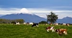 Foto 7 de Osorno, Los Lagos