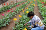 Foto 6 de Flores, Heredia